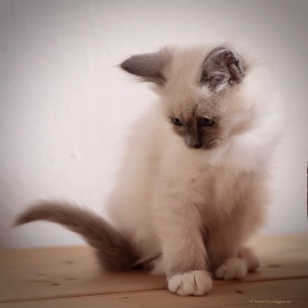 Belle - 10 Wochen