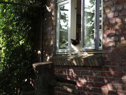 Finny beobachtet lieber am Fenster. Nur wenn unser Hund Lino ins Gehege darf, ist er ganz schnell draußen. Dann wird gekuschelt.