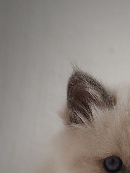 Elvis